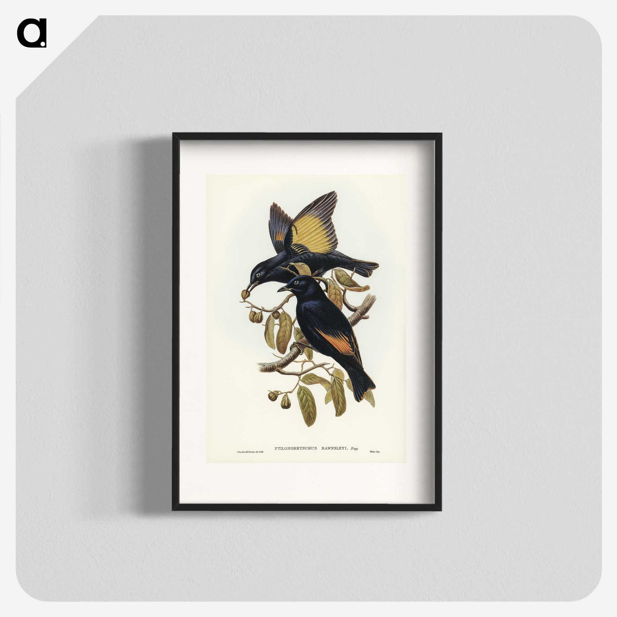 2-63_John-Gould_blk