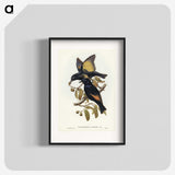 2-63_John-Gould_blk