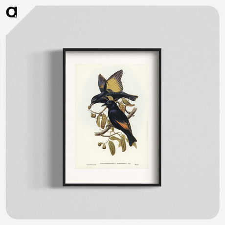2-63_John-Gould_blk