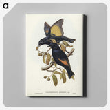 2-63_John-Gould_canvas