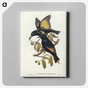 2-63_John-Gould_canvas