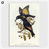 2-63_John-Gould_picture-crop