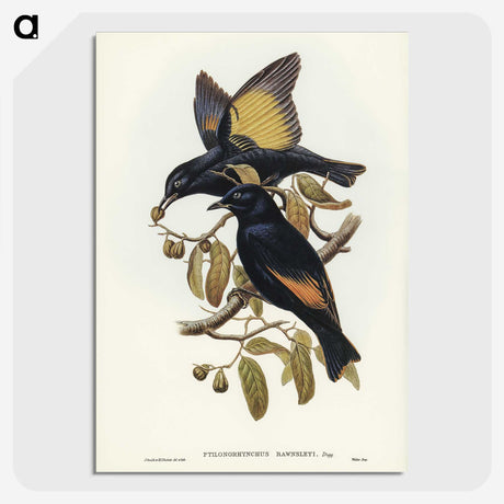 2-63_John-Gould_picture-crop