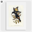 2-63_John-Gould_picture