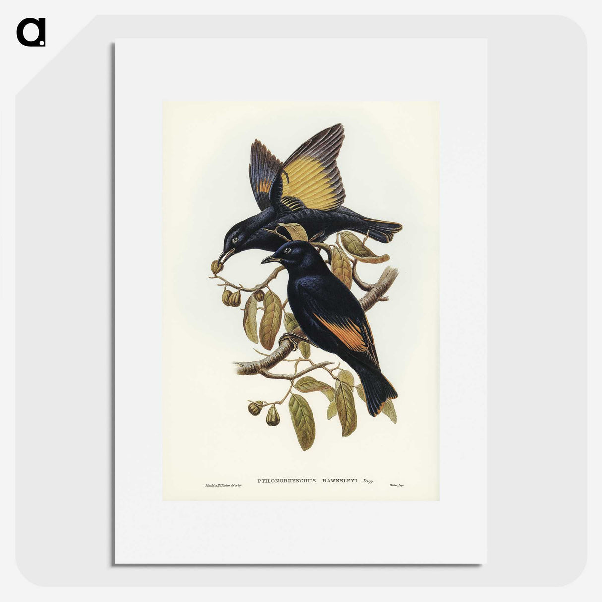 2-63_John-Gould_picture