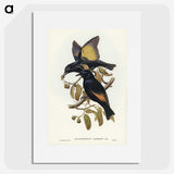 2-63_John-Gould_picture