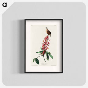 アートポスター-Great Carolina Wren
 - ジョン ジェームス オーデュボン Poster.