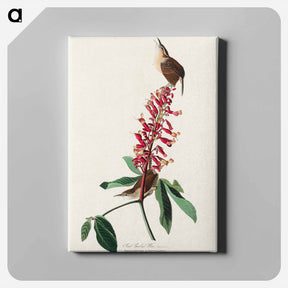アートパネル-Great Carolina Wren
 - ジョン ジェームス オーデュボン Canvas.