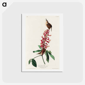 アートポストカード-Great Carolina Wren
 - ジョン ジェームス オーデュボン Postcard.
