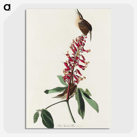 2-63_John-James-Audubon_picture-crop