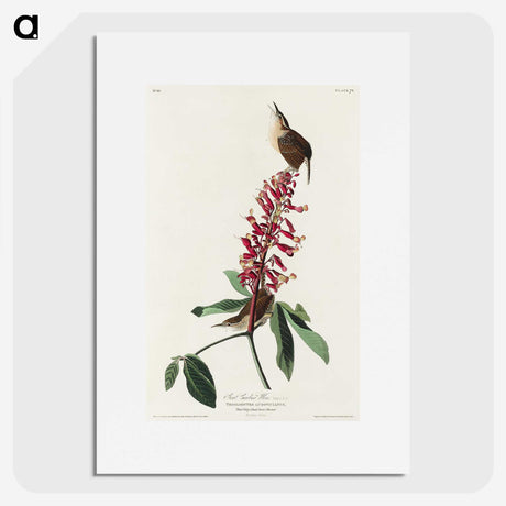 2-63_John-James-Audubon_picture
