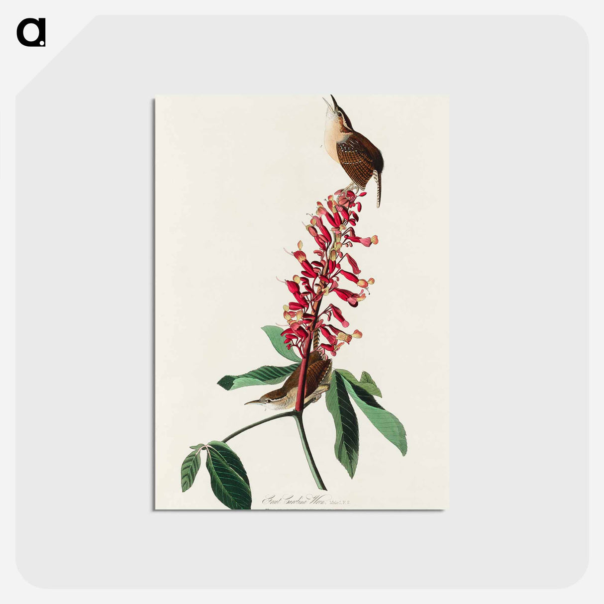 Great Carolina Wren
 - ジョン ジェームス オーデュボン Postcard.