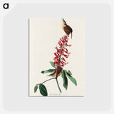 Great Carolina Wren
 - ジョン ジェームス オーデュボン Postcard.