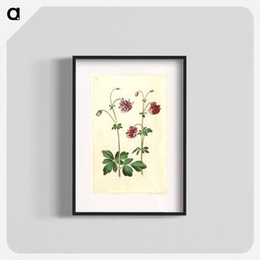 アートポスター-Aquilegia vulgaris
 - マリア ジビーラ メーリアン Poster.