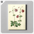 2-63_Maria-Sibylla-Merian_canvas