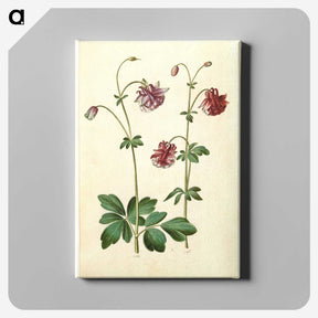 2-63_Maria-Sibylla-Merian_canvas