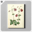 アートパネル-Aquilegia vulgaris
 - マリア ジビーラ メーリアン Canvas.