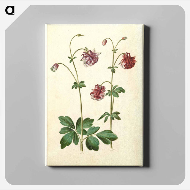 アートパネル-Aquilegia vulgaris
 - マリア ジビーラ メーリアン Canvas.