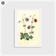 アートポストカード-Aquilegia vulgaris
 - マリア ジビーラ メーリアン Postcard.