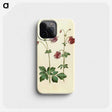 2-63_Maria-Sibylla-Merian_phone