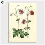 2-63_Maria-Sibylla-Merian_picture-crop
