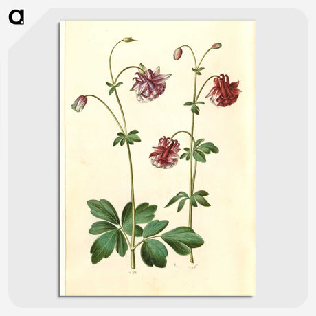2-63_Maria-Sibylla-Merian_picture-crop