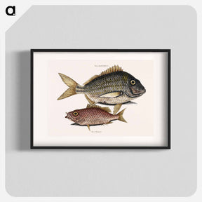 アートポスター-Pork Fish and Schoolmaster Fish
 - マーク ケイツビー Poster.