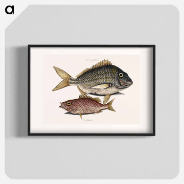 Pork Fish and Schoolmaster Fish
 - マーク ケイツビー Poster.