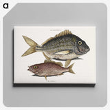 2-63_Mark-Catesby_canvas