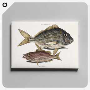 2-63_Mark-Catesby_canvas