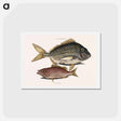 アートポストカード-Pork Fish and Schoolmaster Fish
 - マーク ケイツビー Postcard.