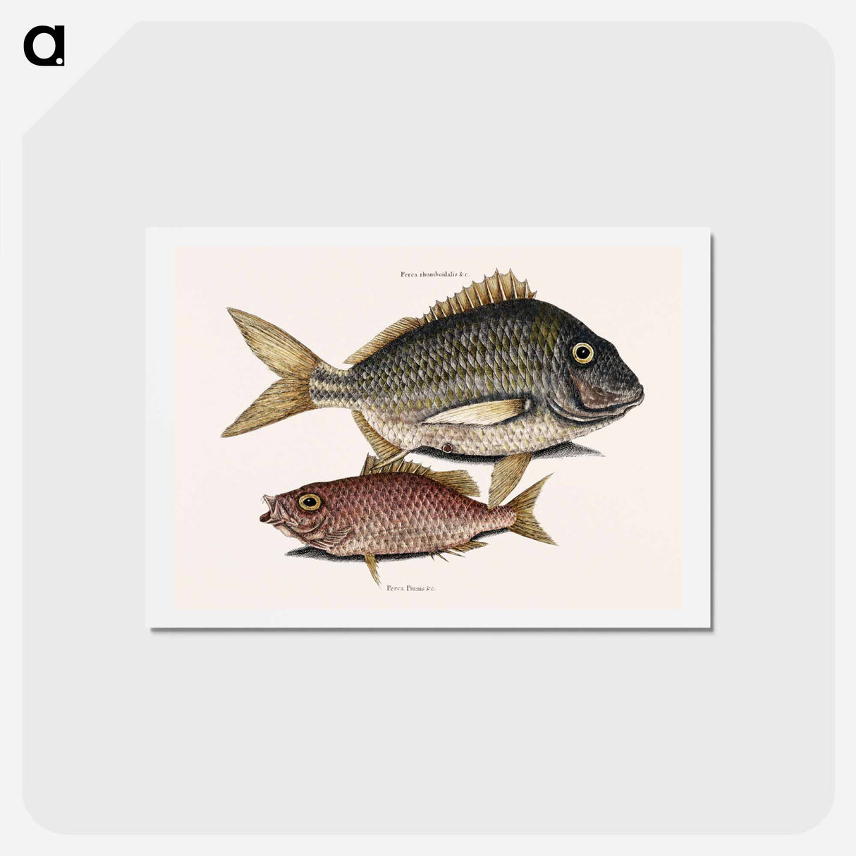 アートポストカード-Pork Fish and Schoolmaster Fish
 - マーク ケイツビー Postcard.