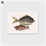 アートポストカード-Pork Fish and Schoolmaster Fish
 - マーク ケイツビー Postcard.