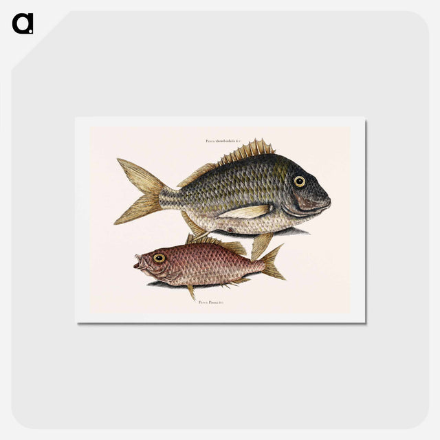 アートポストカード-Pork Fish and Schoolmaster Fish
 - マーク ケイツビー Postcard.