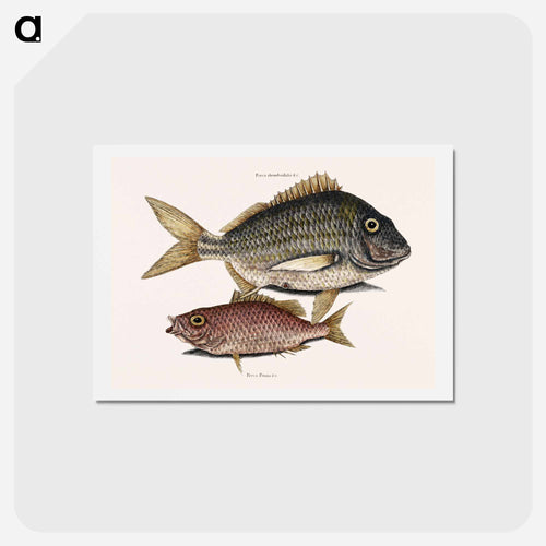 Pork Fish and Schoolmaster Fish
 - Mark Catesby Postcard.