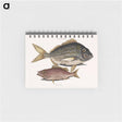 アートメモ帳-Pork Fish and Schoolmaster Fish
 - マーク ケイツビー Memo.
