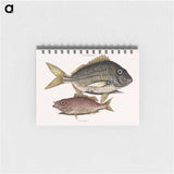 アートメモ帳-Pork Fish and Schoolmaster Fish
 - マーク ケイツビー Memo.