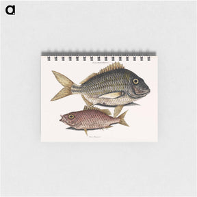 アートメモ帳-Pork Fish and Schoolmaster Fish
 - マーク ケイツビー Memo.