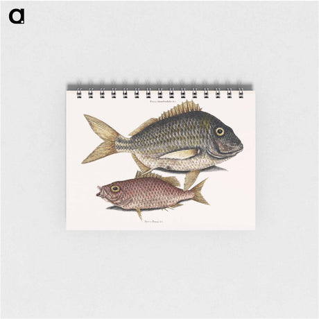 アートメモ帳-Pork Fish and Schoolmaster Fish
 - マーク ケイツビー Memo.