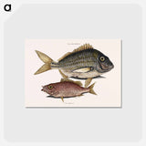 アートポストカード-Pork Fish and Schoolmaster Fish
 - マーク ケイツビー Postcard.