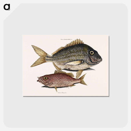 アートポストカード-Pork Fish and Schoolmaster Fish
 - マーク ケイツビー Postcard.