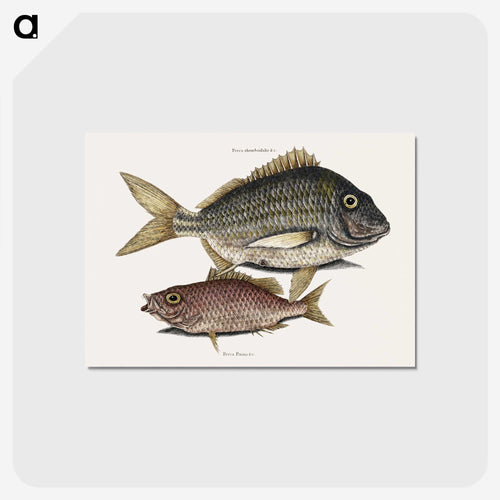 Pork Fish and Schoolmaster Fish
 - マーク ケイツビー Postcard.