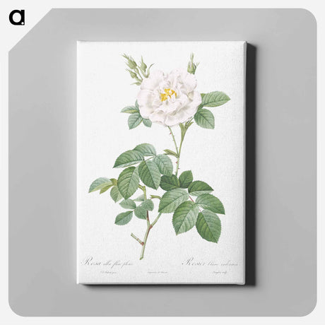 アートパネル-Rosa alba flore pleno - ピエール ジョゼフ ルドゥーテ Canvas.