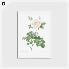 アートポストカード-Rosa alba flore pleno - ピエール ジョゼフ ルドゥーテ Postcard.