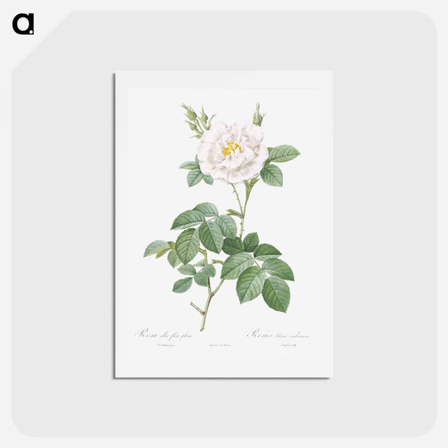 アートポストカード-Rosa alba flore pleno - ピエール ジョゼフ ルドゥーテ Postcard.