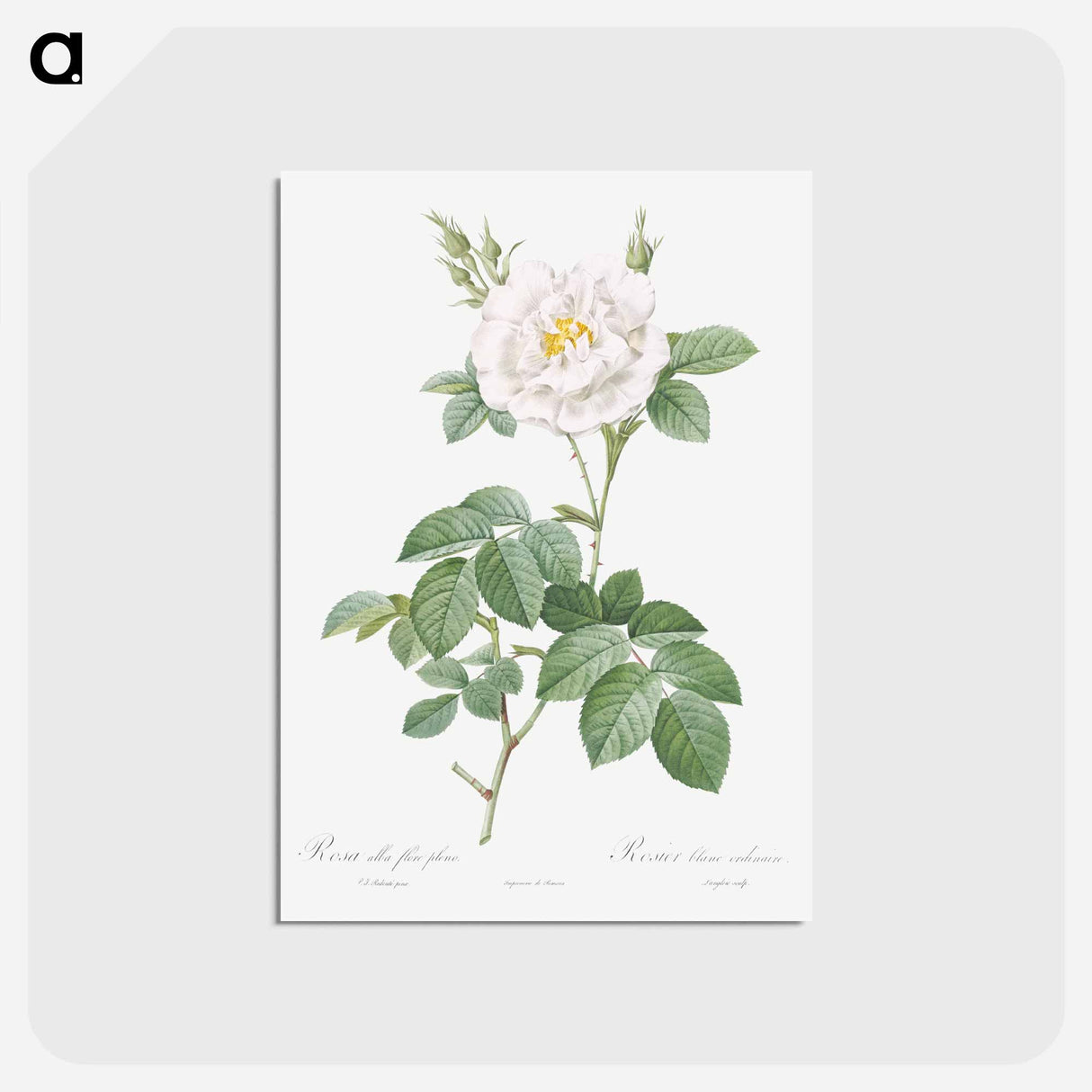 アートポストカード-Rosa alba flore pleno - ピエール ジョゼフ ルドゥーテ Postcard.