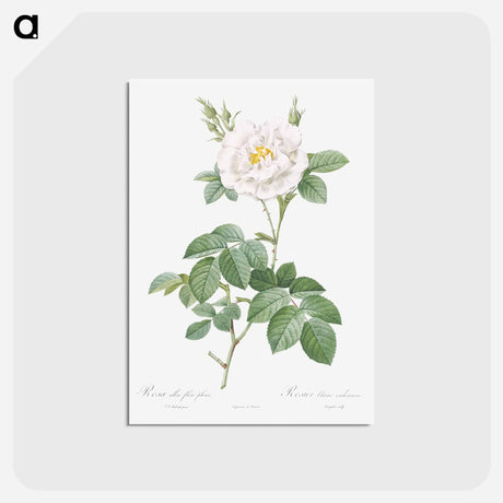 アートポストカード-Rosa alba flore pleno - ピエール ジョゼフ ルドゥーテ Postcard.