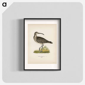 アートポスター-Whimbrel
 - スヴェンスカ フォグラル Poster.