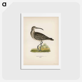 アートポストカード-Whimbrel
 - スヴェンスカ フォグラル Postcard.