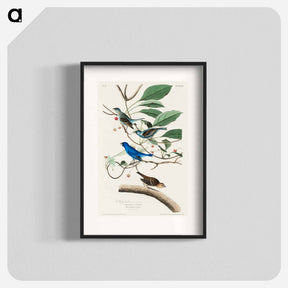 アートポスター-Indigo Bird from Birds of America
 - アメリカの鳥たち Poster.